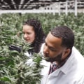 What is the Most Successful Cannabis Company?