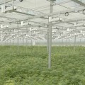 Cresco Labs: The Largest Cannabis Company in the US